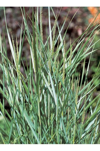 Panicum virgatum Prairie Sky
